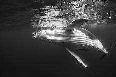 Humpback Whale Calf Playing on the Surface, Tonga-Wildestanimal-Framed Premier Image Canvas