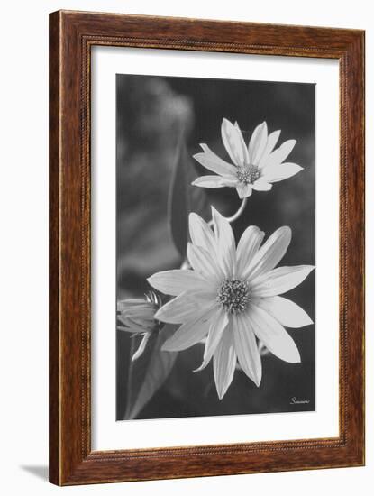 Wildflower 1-Gordon Semmens-Framed Photographic Print