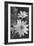 Wildflower 1-Gordon Semmens-Framed Photographic Print