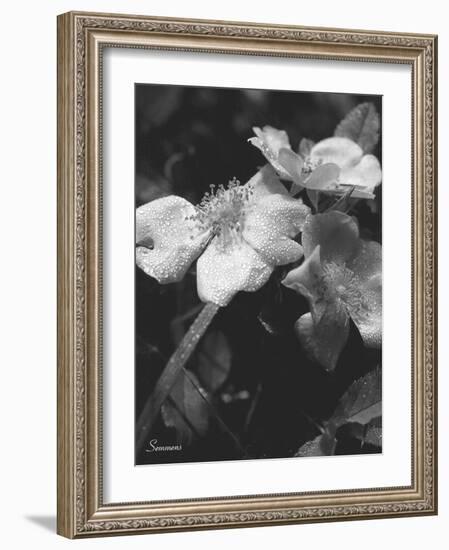 Wildflower 2-Gordon Semmens-Framed Photographic Print