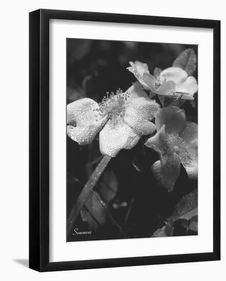 Wildflower 2-Gordon Semmens-Framed Photographic Print