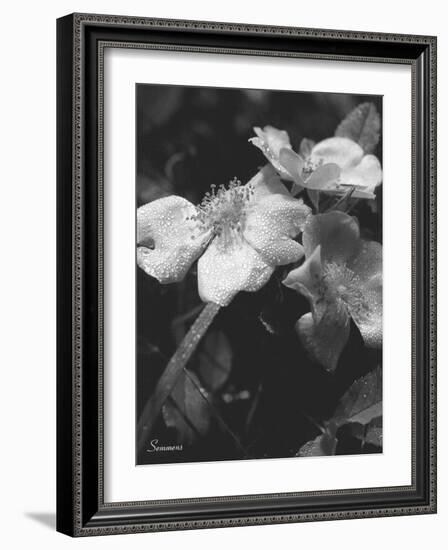 Wildflower 2-Gordon Semmens-Framed Photographic Print