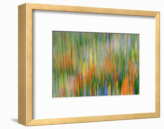 Wildflower Abstract, Tehachapi Mountains, Angeles National Forest, California, Usa-Russ Bishop-Framed Photographic Print