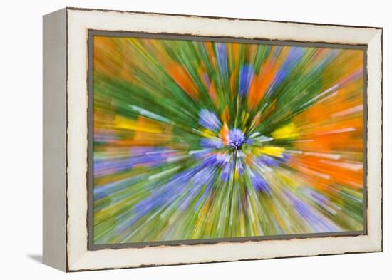 Wildflower abstract, Tehachapi Mountains, Angeles National Forest, California, USA-Russ Bishop-Framed Premier Image Canvas