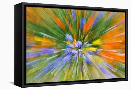 Wildflower abstract, Tehachapi Mountains, Angeles National Forest, California, USA-Russ Bishop-Framed Premier Image Canvas