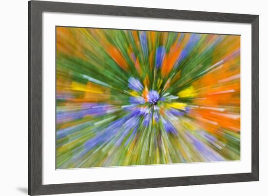 Wildflower abstract, Tehachapi Mountains, Angeles National Forest, California, USA-Russ Bishop-Framed Premium Photographic Print