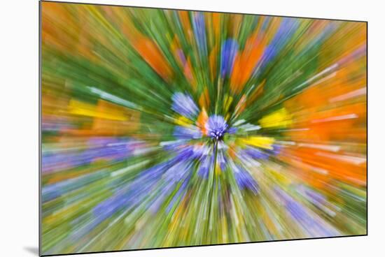 Wildflower abstract, Tehachapi Mountains, Angeles National Forest, California, USA-Russ Bishop-Mounted Premium Photographic Print