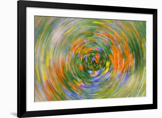 Wildflower abstract, Tehachapi Mountains, Angeles National Forest, California, USA-Russ Bishop-Framed Premium Photographic Print