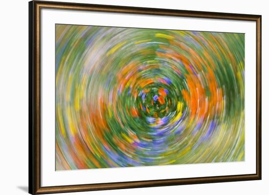 Wildflower abstract, Tehachapi Mountains, Angeles National Forest, California, USA-Russ Bishop-Framed Premium Photographic Print