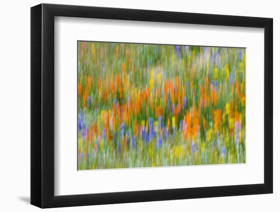 Wildflower abstract, Tehachapi Mountains, Angeles National Forest, California, USA-Russ Bishop-Framed Photographic Print