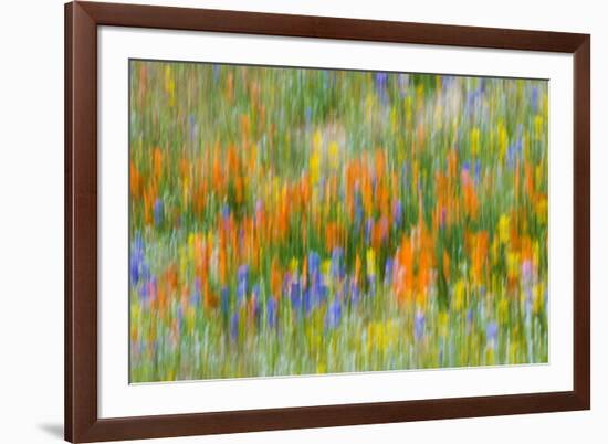 Wildflower abstract, Tehachapi Mountains, Angeles National Forest, California, USA-Russ Bishop-Framed Premium Photographic Print