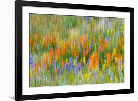 Wildflower abstract, Tehachapi Mountains, Angeles National Forest, California, USA-Russ Bishop-Framed Premium Photographic Print