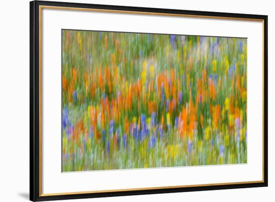 Wildflower abstract, Tehachapi Mountains, Angeles National Forest, California, USA-Russ Bishop-Framed Premium Photographic Print