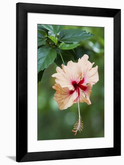 Wildflower, Asa Wright Nature Center, Trinidad-Ken Archer-Framed Premium Photographic Print