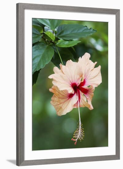Wildflower, Asa Wright Nature Center, Trinidad-Ken Archer-Framed Premium Photographic Print