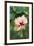 Wildflower, Asa Wright Nature Center, Trinidad-Ken Archer-Framed Premium Photographic Print