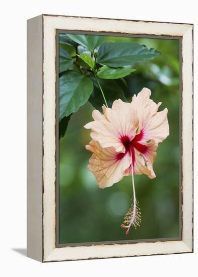 Wildflower, Asa Wright Nature Center, Trinidad-Ken Archer-Framed Premier Image Canvas