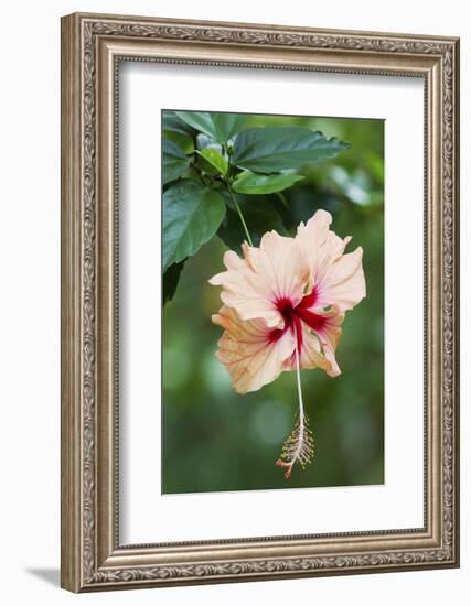 Wildflower, Asa Wright Nature Center, Trinidad-Ken Archer-Framed Photographic Print