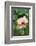 Wildflower, Asa Wright Nature Center, Trinidad-Ken Archer-Framed Photographic Print