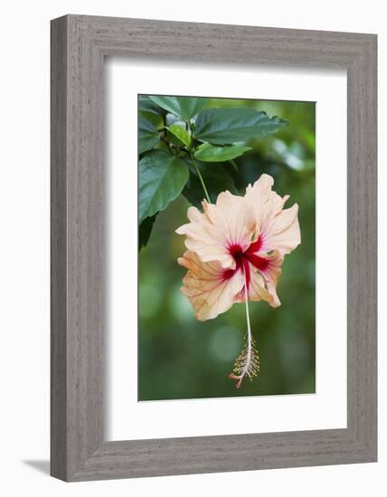 Wildflower, Asa Wright Nature Center, Trinidad-Ken Archer-Framed Photographic Print