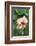 Wildflower, Asa Wright Nature Center, Trinidad-Ken Archer-Framed Photographic Print