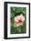 Wildflower, Asa Wright Nature Center, Trinidad-Ken Archer-Framed Photographic Print