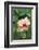 Wildflower, Asa Wright Nature Center, Trinidad-Ken Archer-Framed Photographic Print