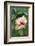 Wildflower, Asa Wright Nature Center, Trinidad-Ken Archer-Framed Photographic Print