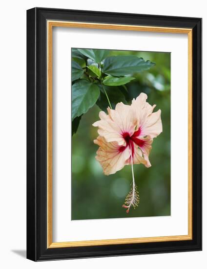 Wildflower, Asa Wright Nature Center, Trinidad-Ken Archer-Framed Photographic Print