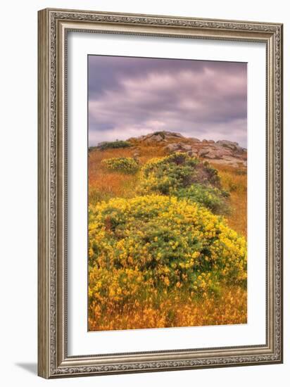 Wildflower Coast-Vincent James-Framed Photographic Print