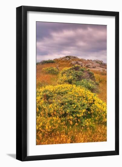 Wildflower Coast-Vincent James-Framed Photographic Print