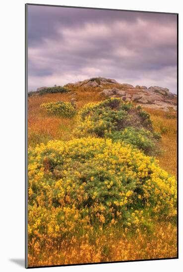 Wildflower Coast-Vincent James-Mounted Photographic Print