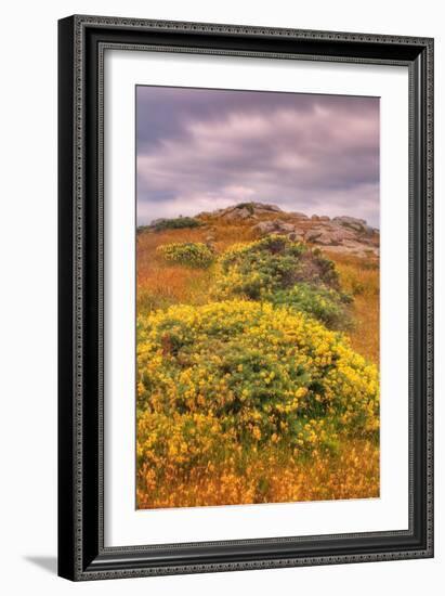 Wildflower Coast-Vincent James-Framed Photographic Print