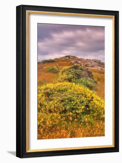 Wildflower Coast-Vincent James-Framed Photographic Print