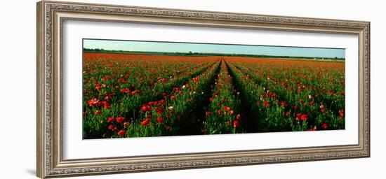 Wildflower Farm, Fredericksburg, Texas-null-Framed Photographic Print