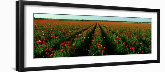 Wildflower Farm, Fredericksburg, Texas-null-Framed Photographic Print