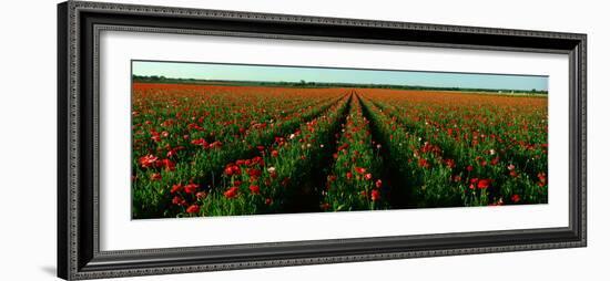 Wildflower Farm, Fredericksburg, Texas-null-Framed Photographic Print