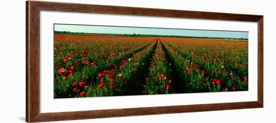 Wildflower Farm, Fredericksburg, Texas-null-Framed Photographic Print