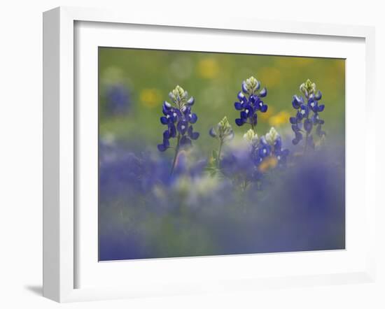 Wildflower Field with Texas Bluebonnet, Comal County, Hill Country, Texas, Usa, March 2007-Rolf Nussbaumer-Framed Photographic Print