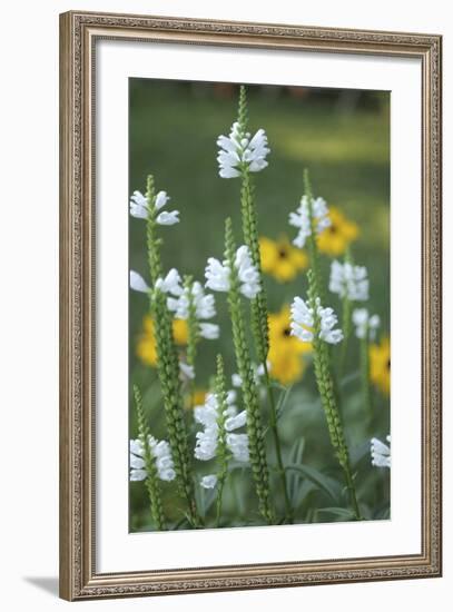 Wildflower Field-Anna Miller-Framed Photographic Print