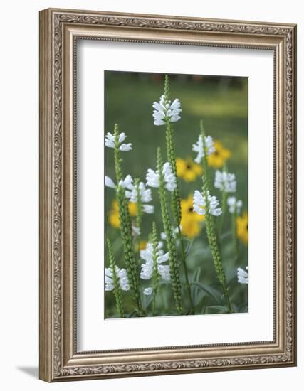 Wildflower Field-Anna Miller-Framed Photographic Print