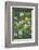 Wildflower Field-Anna Miller-Framed Photographic Print