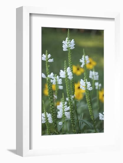 Wildflower Field-Anna Miller-Framed Photographic Print