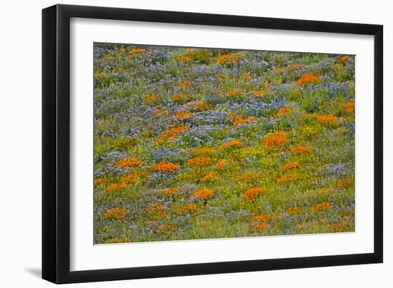 Wildflower Hills I-Lee Peterson-Framed Photo