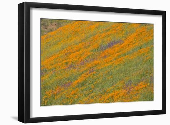 Wildflower Hills IV-Lee Peterson-Framed Photo