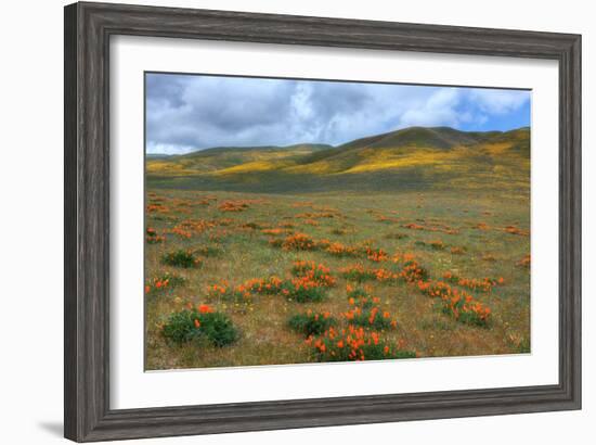 Wildflower Hills of Gorman-Vincent James-Framed Photographic Print