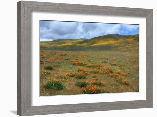 Wildflower Hills of Gorman-Vincent James-Framed Photographic Print