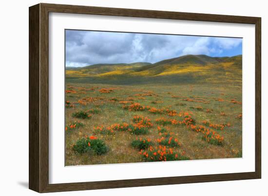 Wildflower Hills of Gorman-Vincent James-Framed Photographic Print