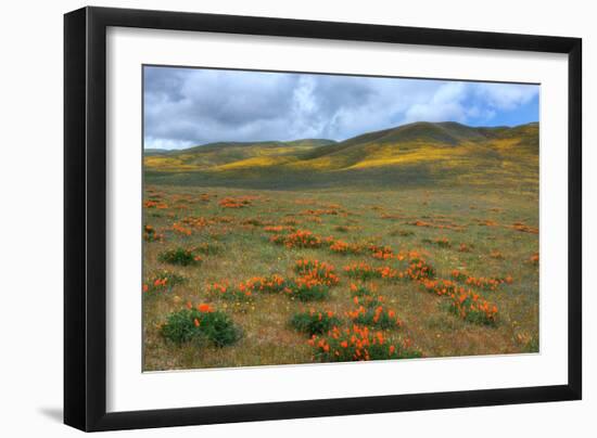 Wildflower Hills of Gorman-Vincent James-Framed Photographic Print