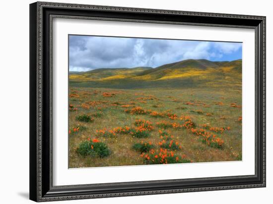 Wildflower Hills of Gorman-Vincent James-Framed Photographic Print